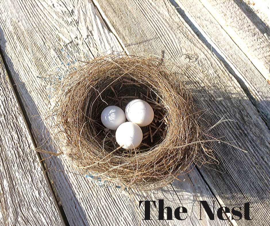Read more about the article What I Learned from a Little Bird Nest in My Little Fern on My Little Porch