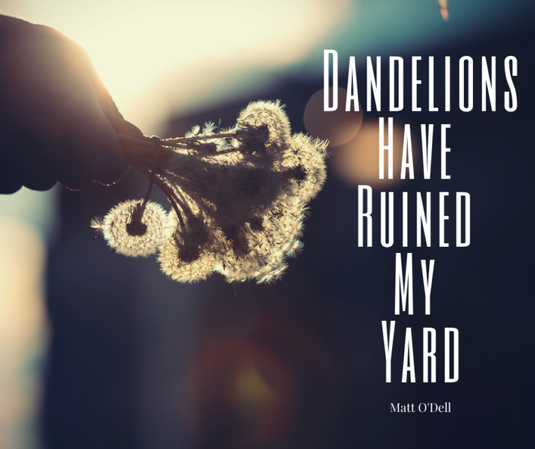 Read more about the article Dandelions Have Ruined My Yard