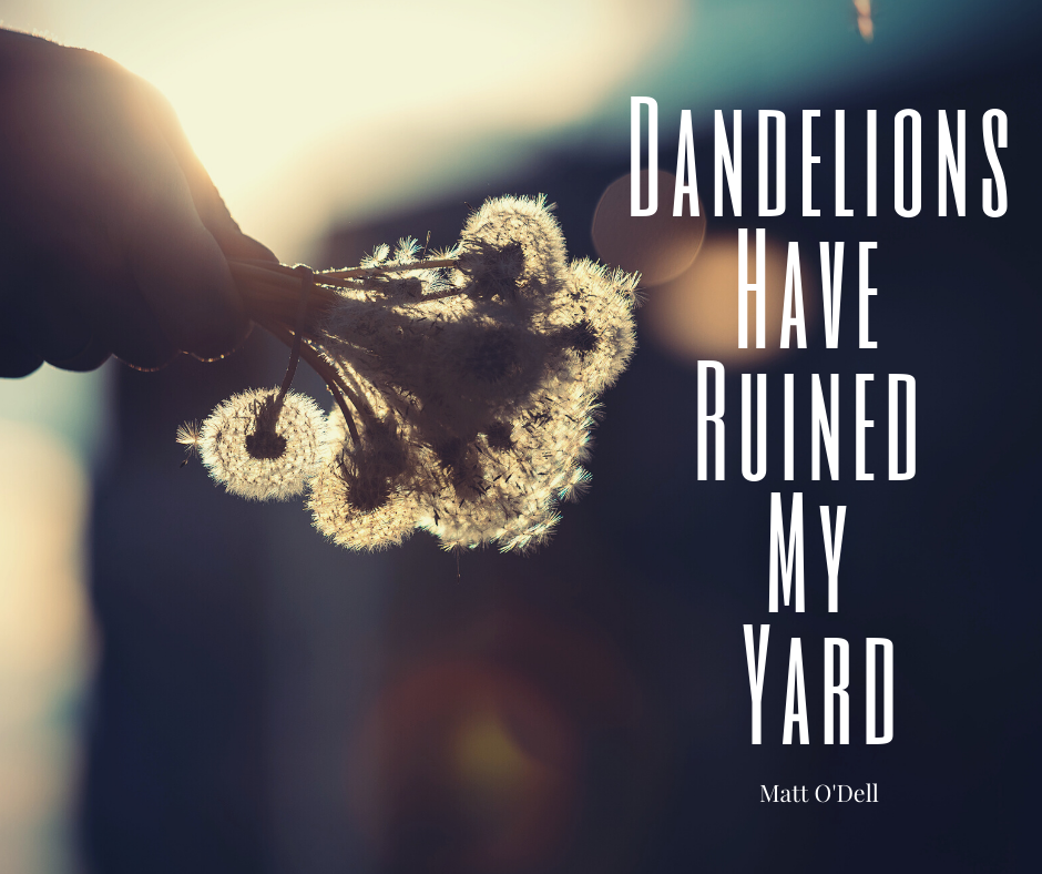 You are currently viewing Dandelions Have Ruined My Yard