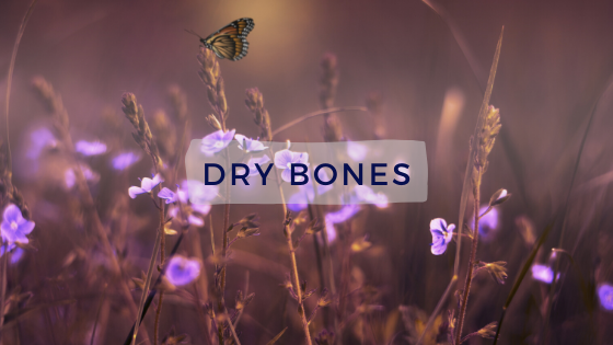 Read more about the article Dry Bones