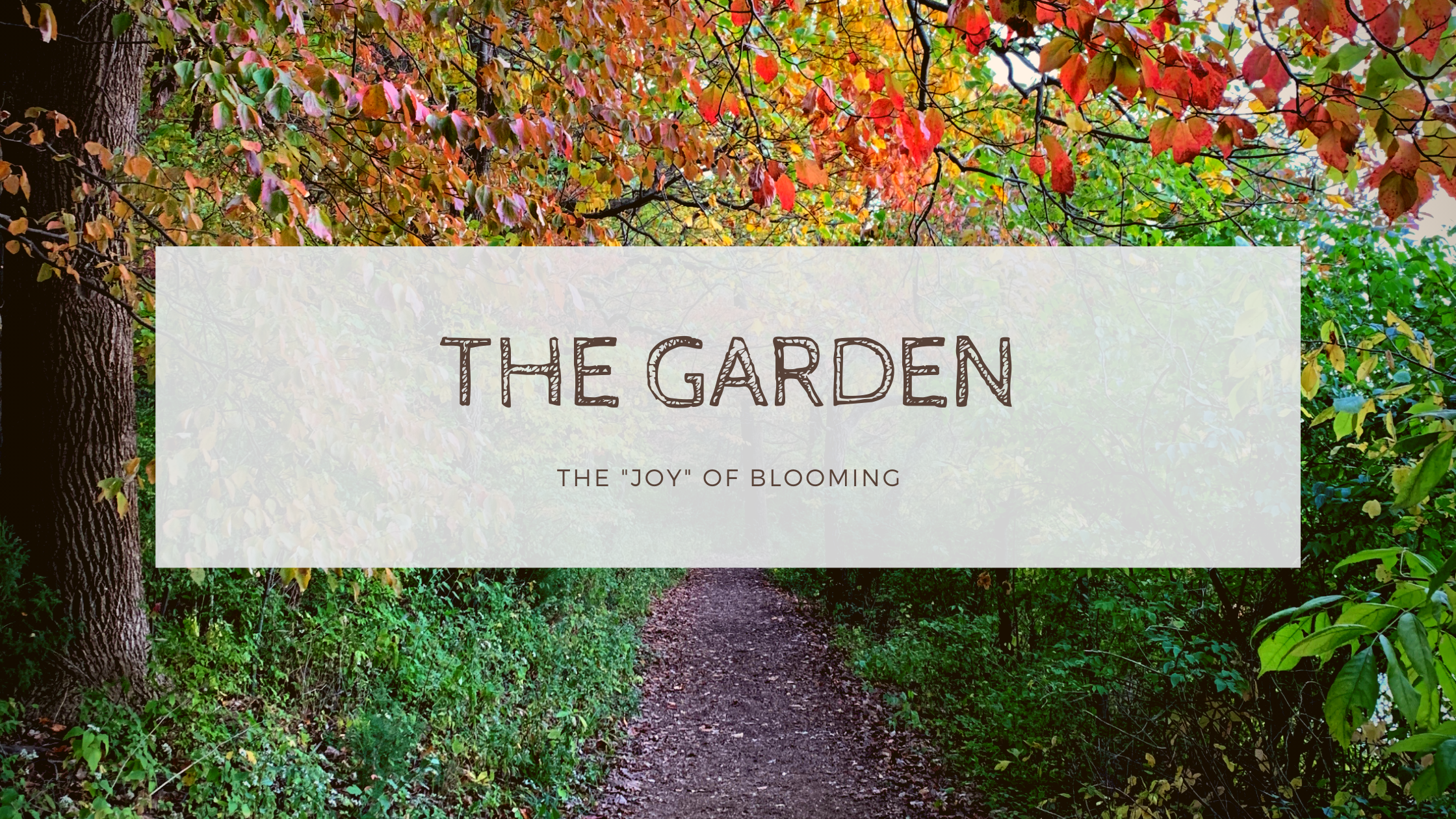 Read more about the article The Garden