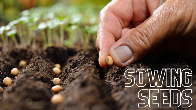 Read more about the article Sowing Seeds